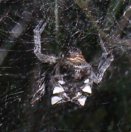 Cyrtophora citricola